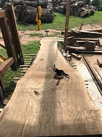 English Walnut